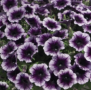 Famous Violet Dark eye 2_300x3007